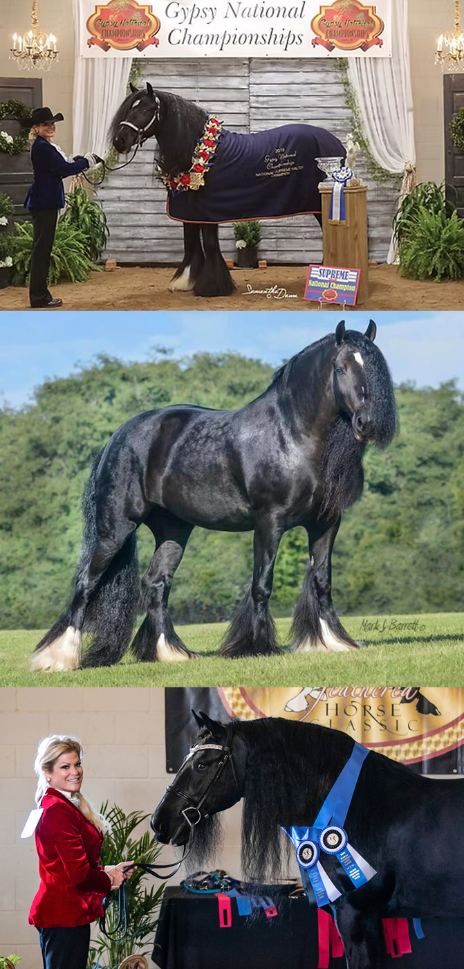 Kiss Me Kate — Gypsy Vanner mare