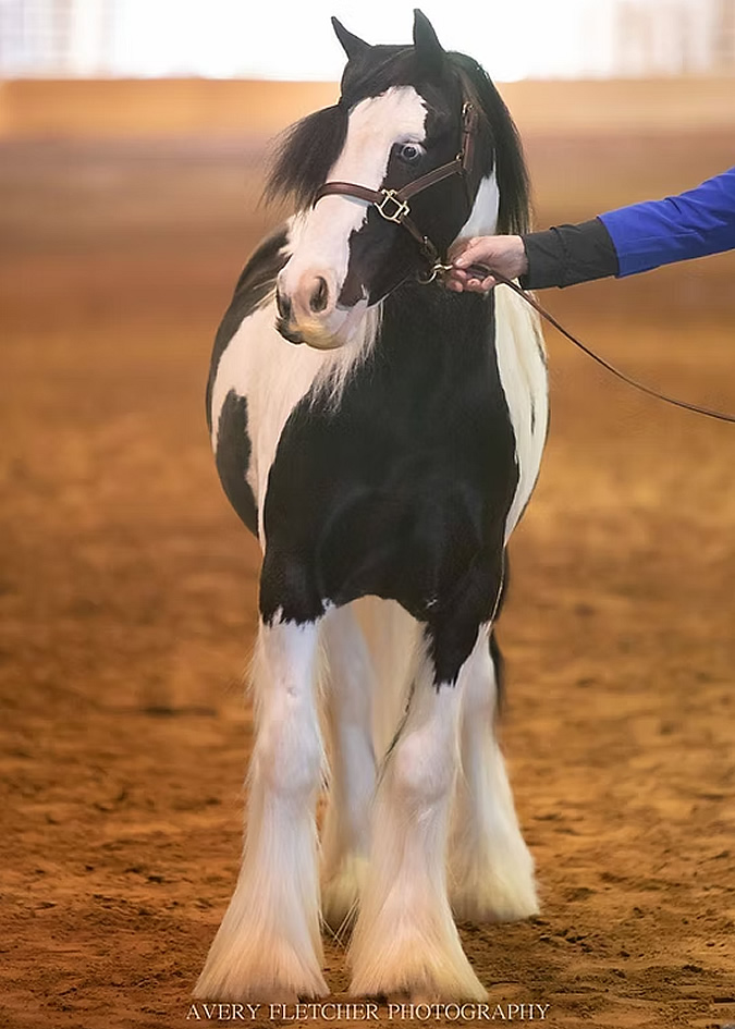 Blue Star by Jimmy McCann