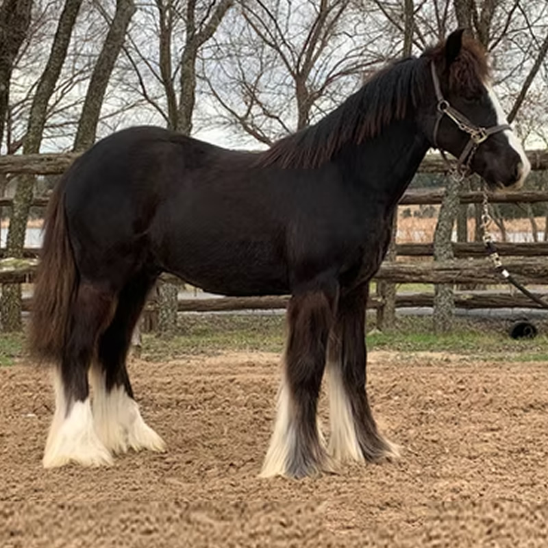 RNG Kate's Back In Black Jett