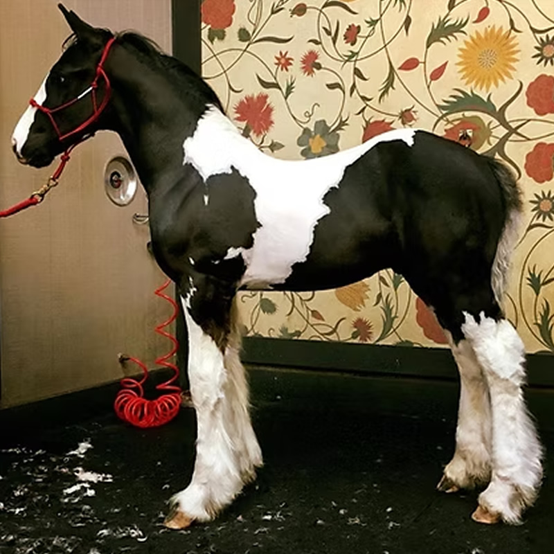 RNG Kate's Limited Edition Magnum