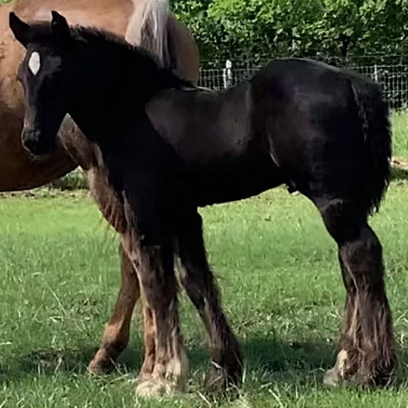 RNG Kate’s Shadow: The REVOLVER